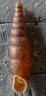 Tabella della Famiglia Clausilidae
